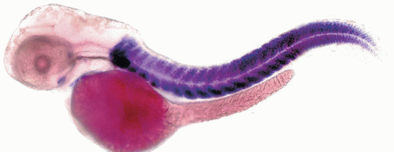 In situ hybridization of a zebrafish embryo 48 hours after fertilization