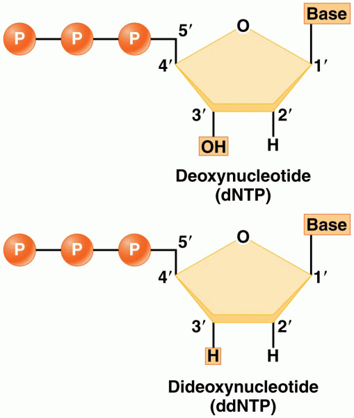 Deoxynucleotides (top) have an OH group at the position in the deoxyribose molecule