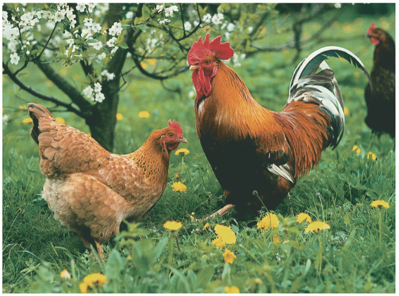 Hen feathering (left) and cock feathering (right) in domestic fowl