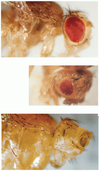 Variable expressivity as shown in flies homozygous for the eyeless mutation in Drosophila