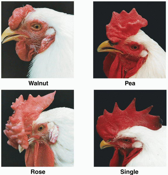 EXTERNAL ANATOMY OF CHICKENS