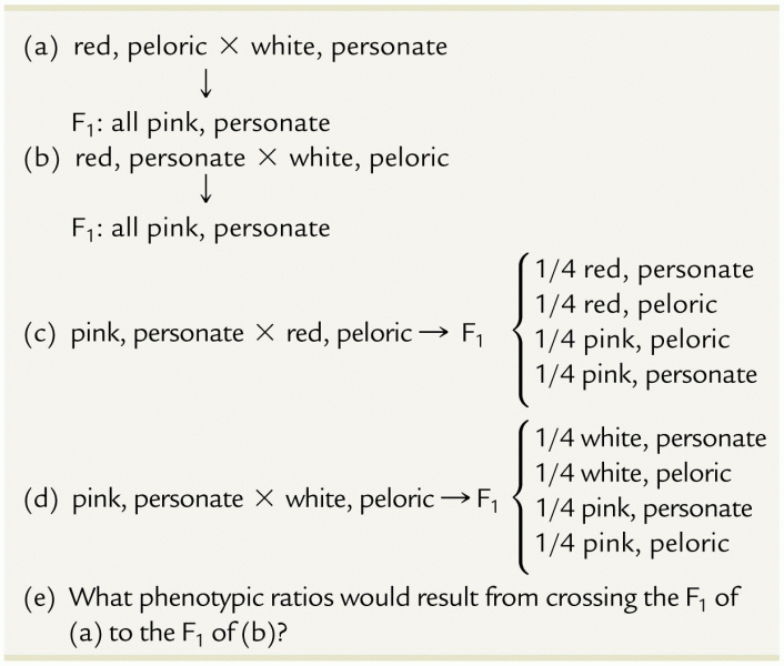 Flower the P and Fi genotypes