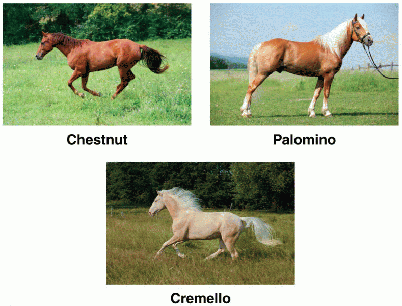 Horses Types
