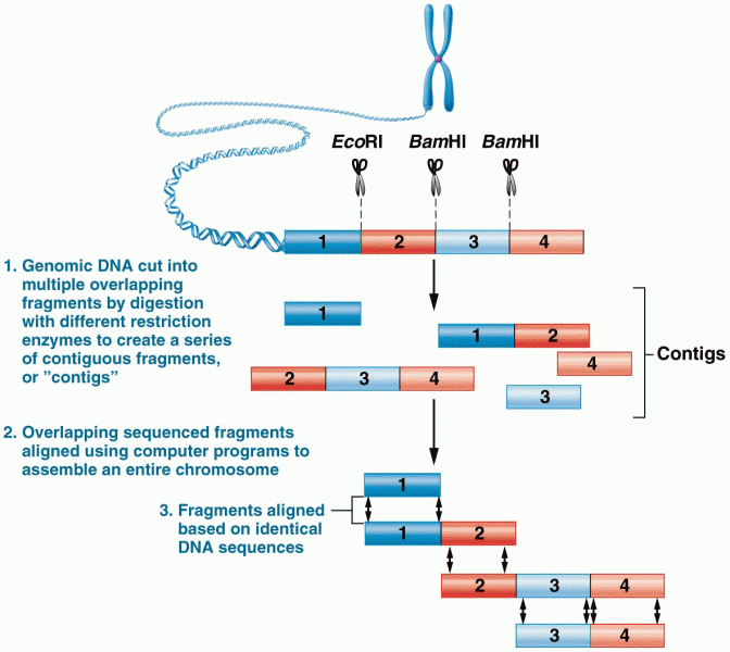 An overview of whole-genome sequencing (WGS) and assembly