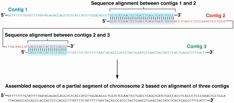 DNA-sequence alignment of contigs on human chromosome 2