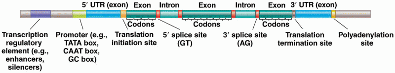 Characteristics of a protein-coding gene that can be used during annotation