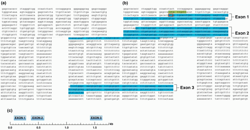 Annotation of a DNA sequence containing part of the human globin gene