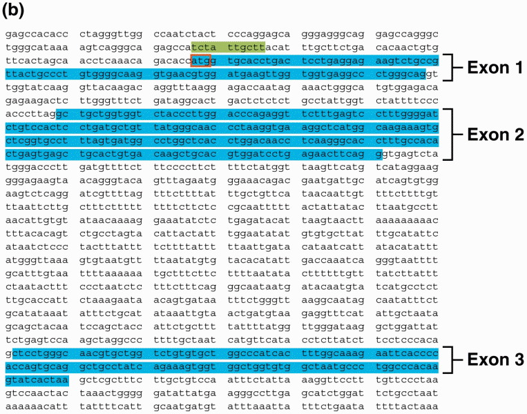 Annotation of a DNA sequence containing part of the human beta-globin gene