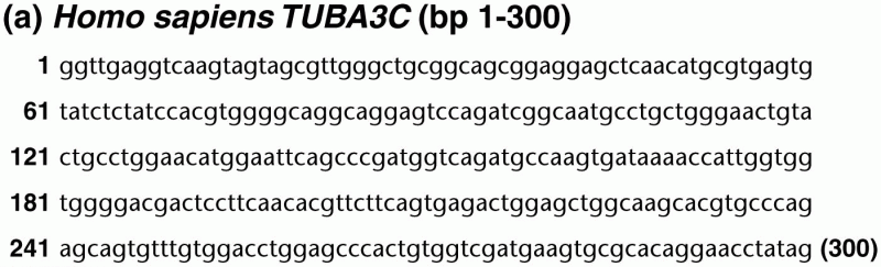 Predicted polypeptide sequences translated from potential ORFs in the human TUBA3C gene