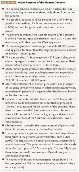 Major features of human genome