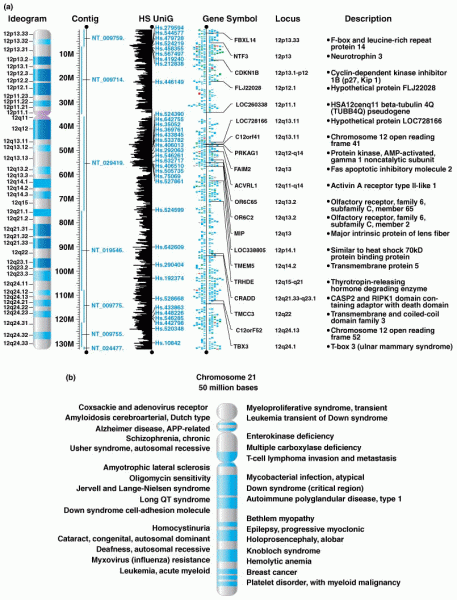 A gene map for chromosome 12 from the NCBI database Map Viewer