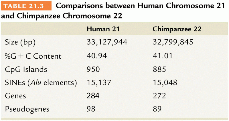 Comparison between human chromosome 21 and chimpanzee chromosome 22