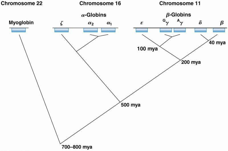 The evolutionary history of the globin gene superfamily