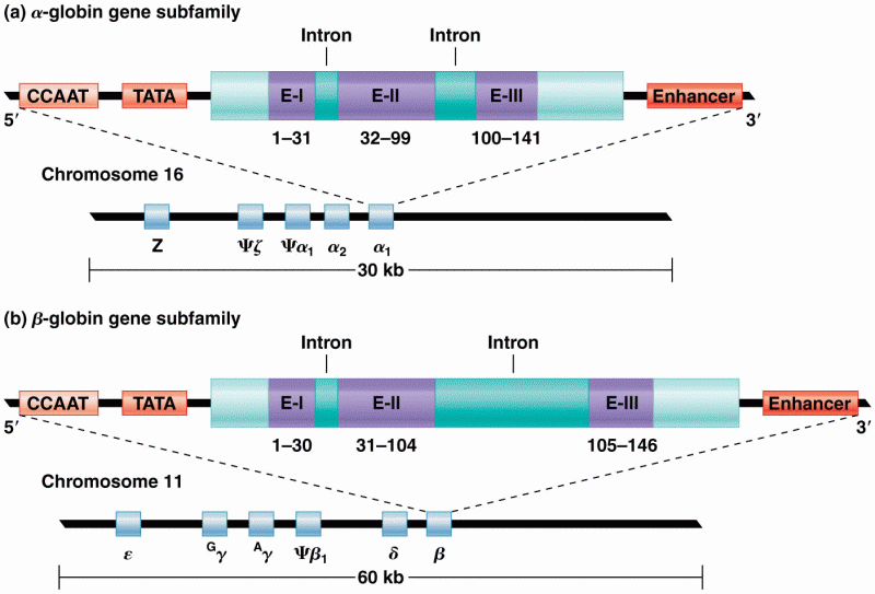 Organization of (a) the Alpha-globin gene subfamily on chromosome 16