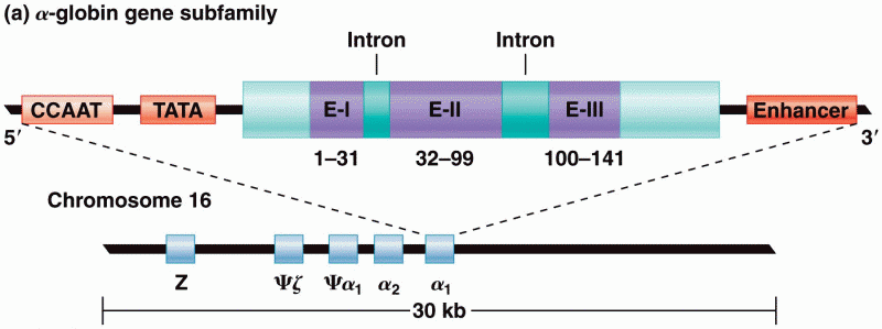 Organization of the Alpha-globin gene subfamily on chromosome 16