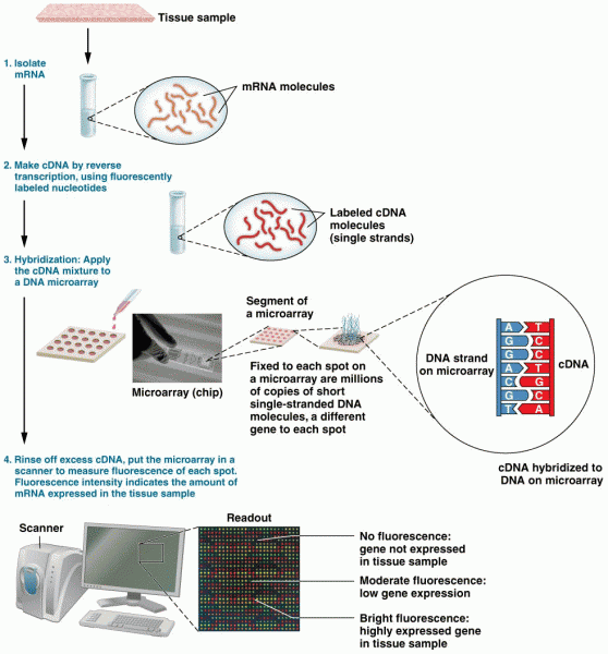 Microarray analysis for analyzing gene-expression patterns in a tissue