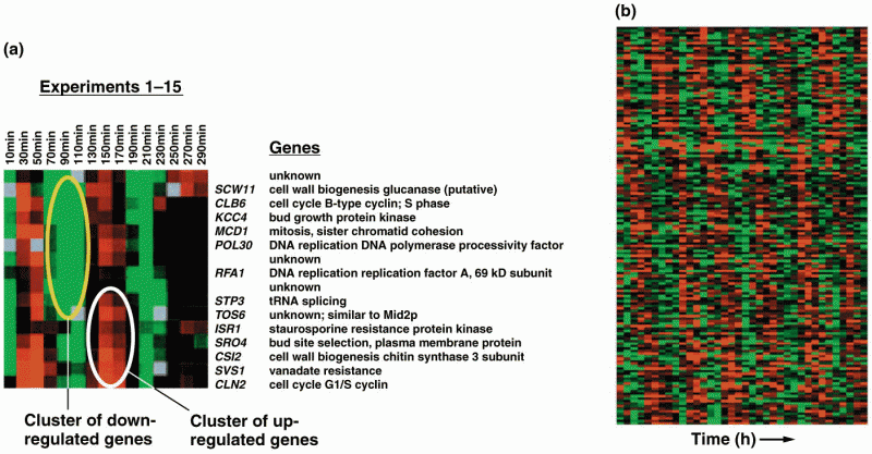 Hierarchical clusters in a microarray experiment using RNA samples from Saccharomyces cerevisiae