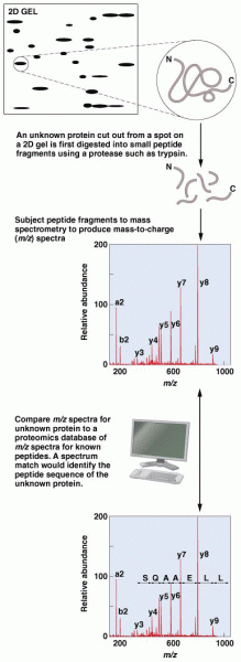 Mass spectrometry for identifying an unknown protein isolated from a 2D gel