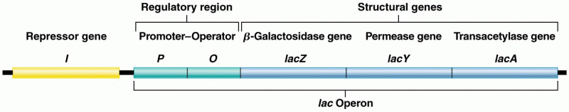 A simplified overview of the genes and regulatory units involved in the control of lactose metabolis