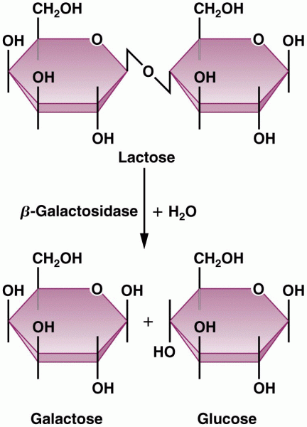 The catabolic conversion of the disaccharide lactose into its monosaccharide
