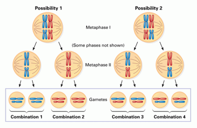 Chromosome Combinations