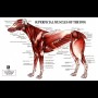 Dog Muscle Anatomy