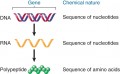 A gene encodes an RNA, which can encode a polypeptide.