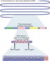 Each chromosome consists of a single, long molecule of DNA within which are the sequences of individ