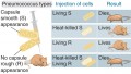 Neither heat-killed S-type nor live R-type bacteria can kill mice, but simultaneous injection of bot