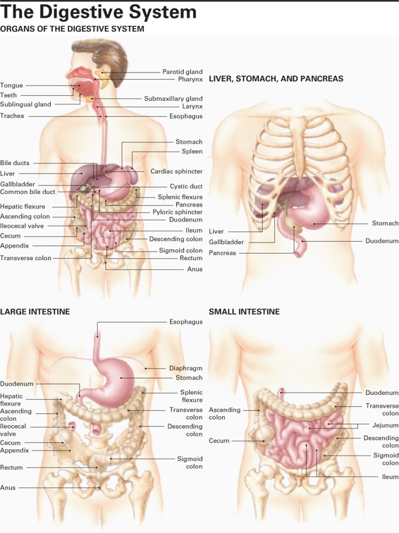 The Digestive Tract and Accessory Organs