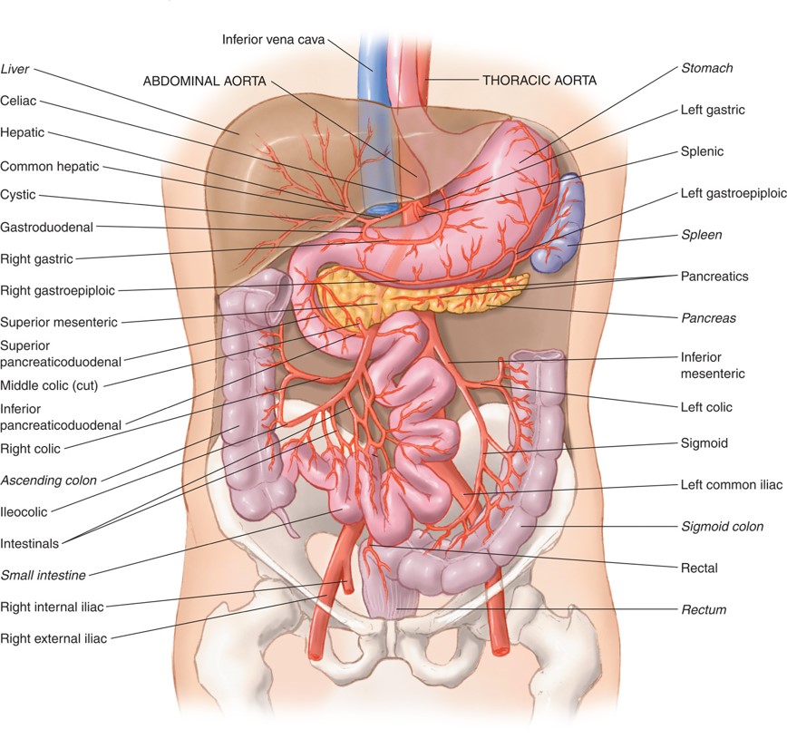 The Abdominal Arteries