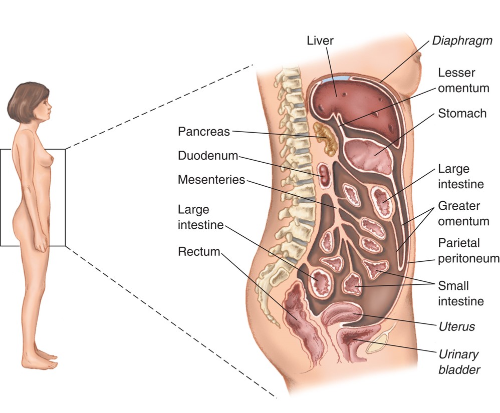 The Peritoneum