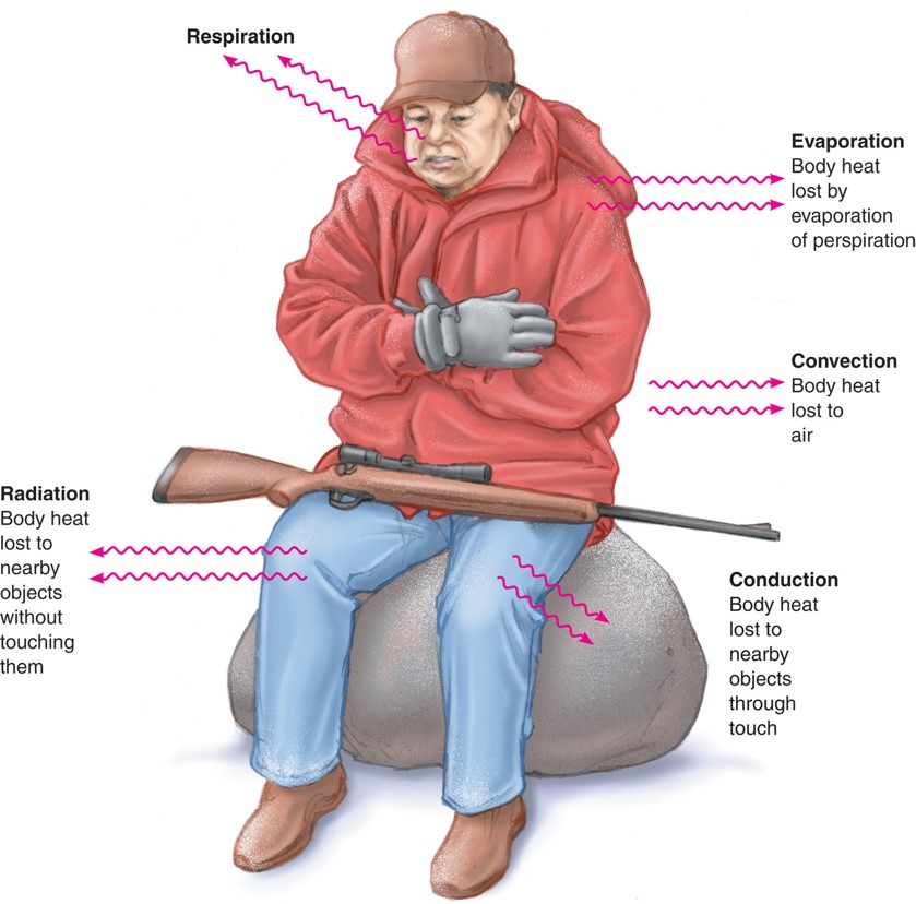 Heat Loss by the Body