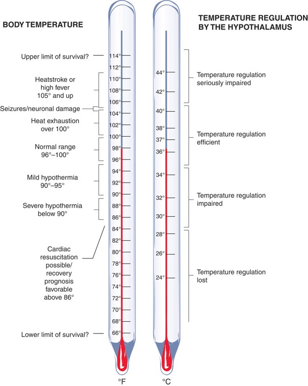 Temperature Regulation by the Hypothalamus