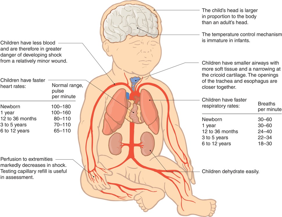 Anatomic and Physiologic Considerations with Infant and Child Patients