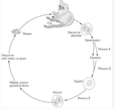 GENERAL BIO IMAGES