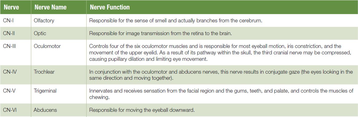 Cranial Nerves (Part 1)