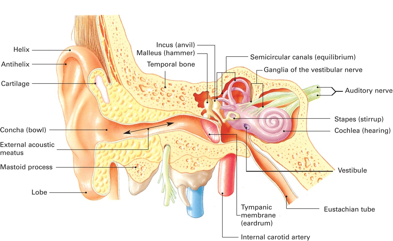 The Anatomy of the Ear