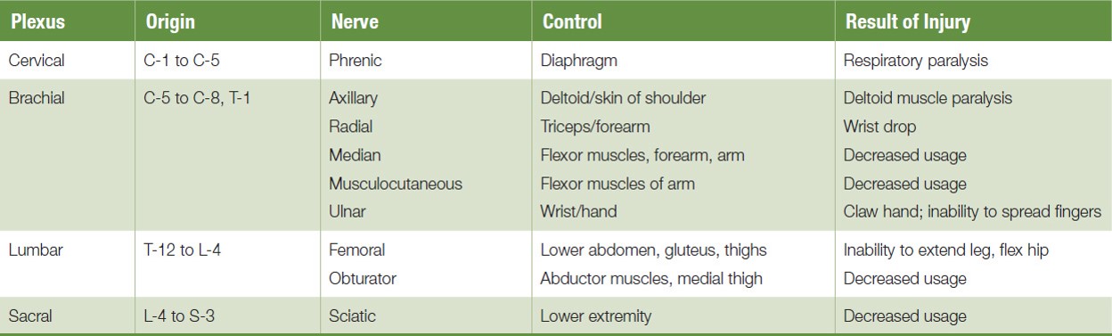 Spinal Nerve Plexuses