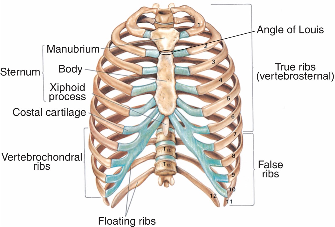 Skeletal Components of the Thorax