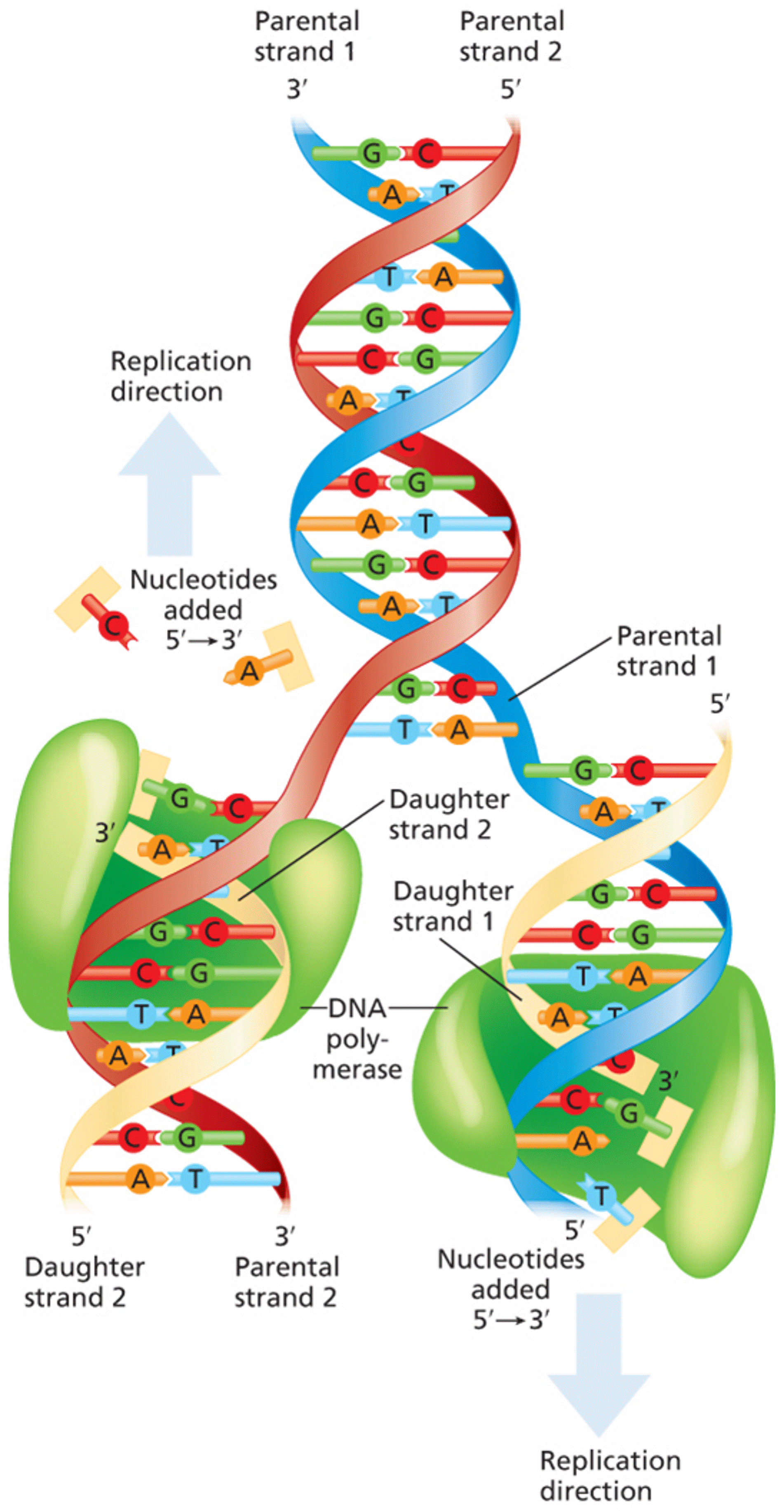 Semiconservative DNA replication