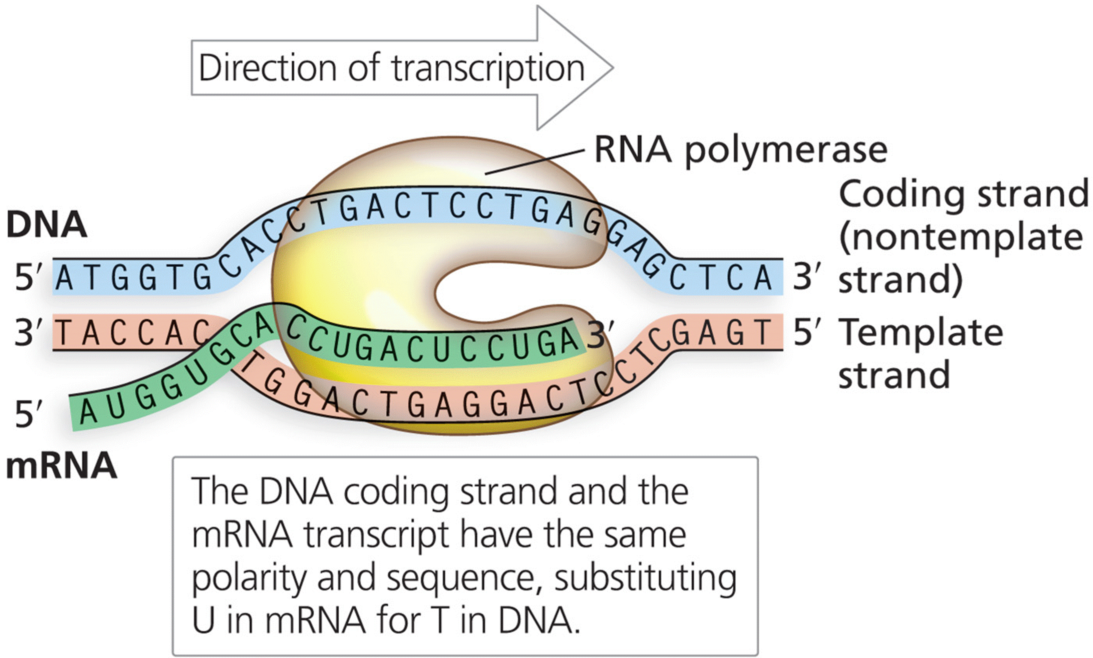 The correspondence of mRNA to DNA template and coding strands