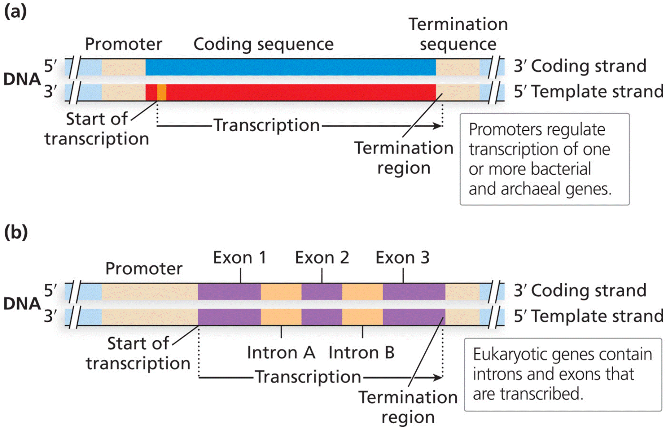 Gene structure