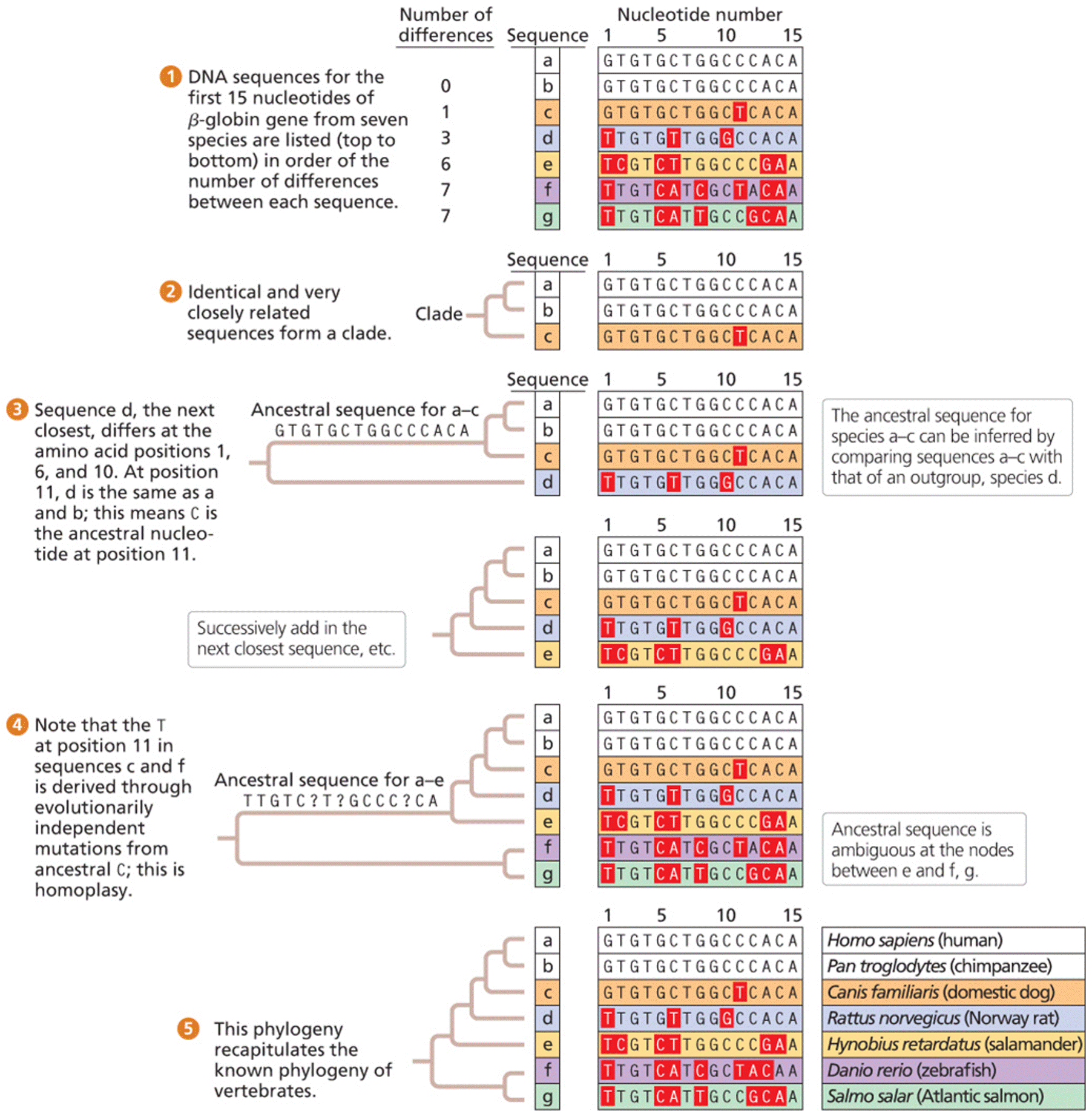 Construction of a phylogenetic tree