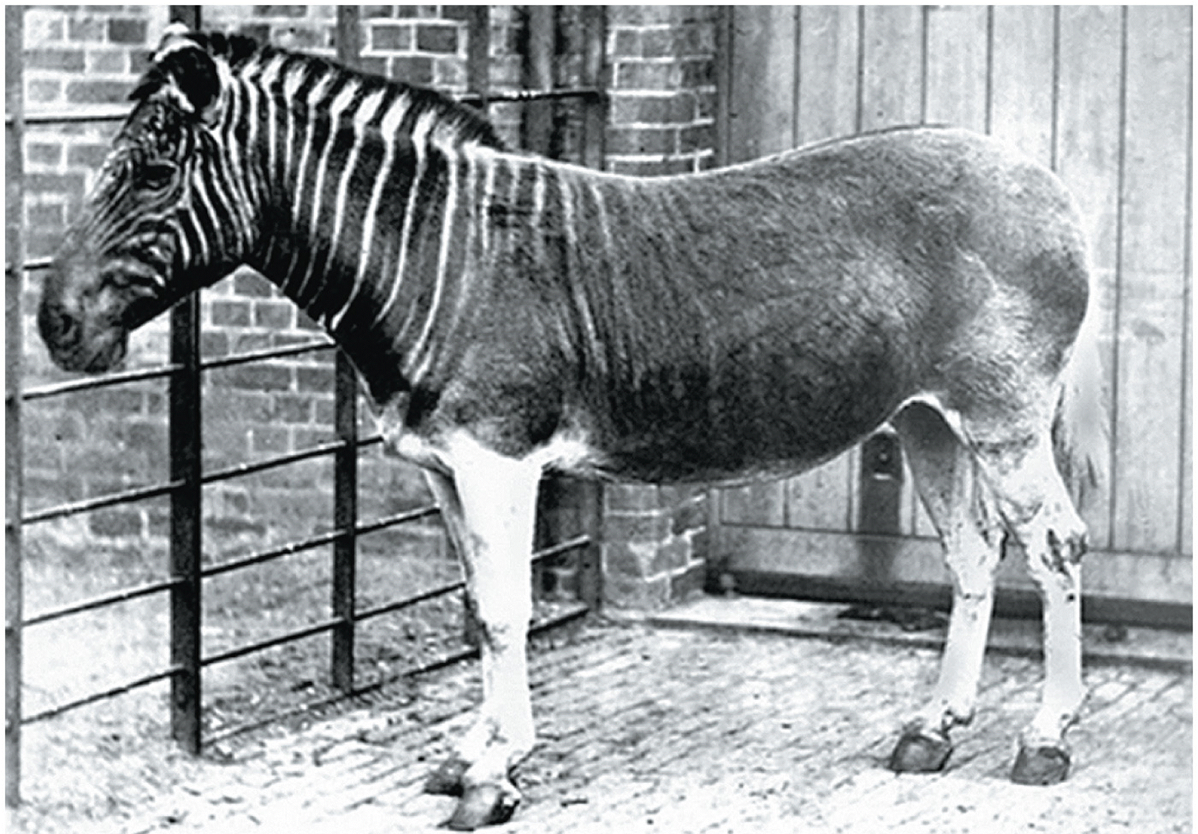 The last captive quagga