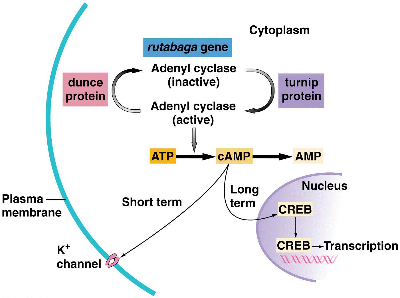 The pathway for cyclic AMP (cAMP) synthesis and degradation