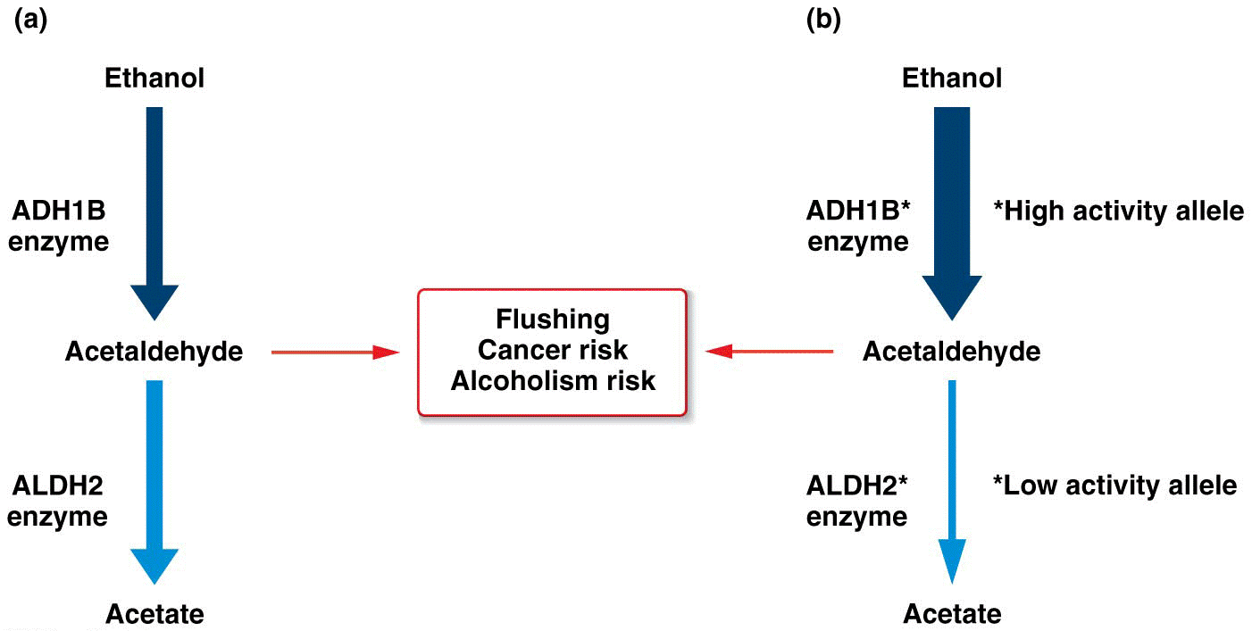 Allelic differences in alcohol metabolism