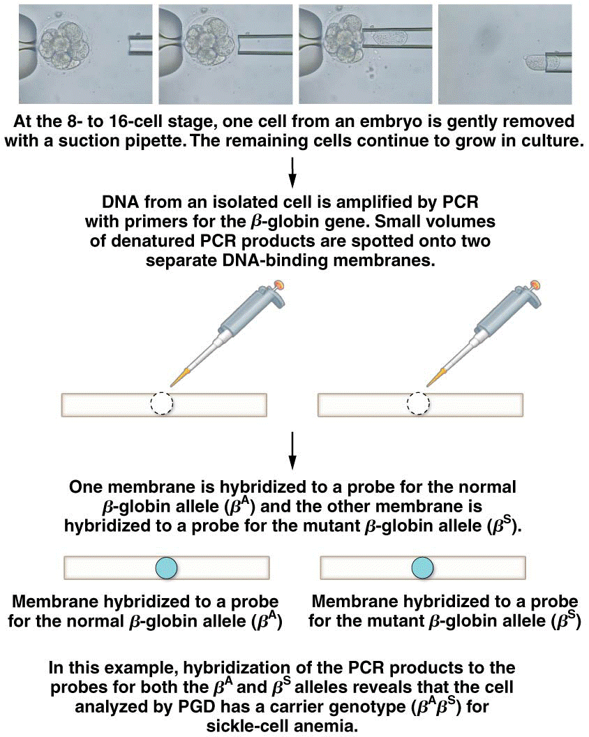 A single cell from an early-stage human embryo