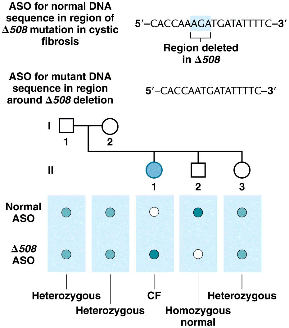 Detecting a deletion in the CFTR gene by ASO testing