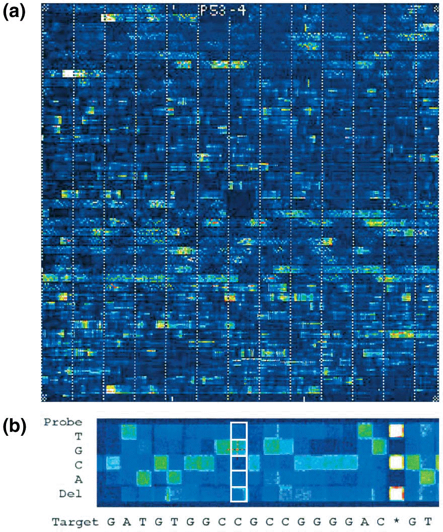 GeneChip (Affymetrix, Inc.) after hybridization to p53 PCR products